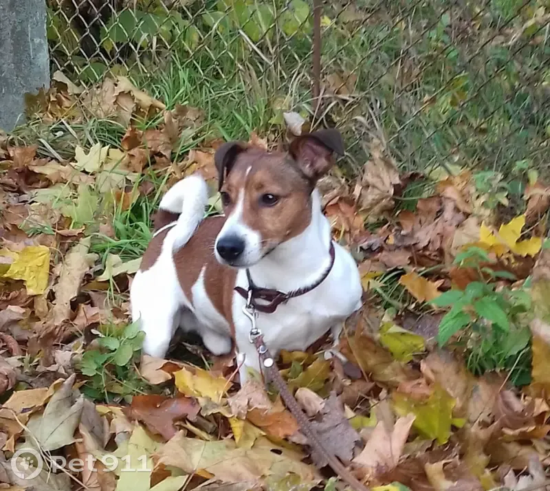 Пропал собака, Коммунистическая улица, 6Б, Курск - Джек Рассел терьер - photo