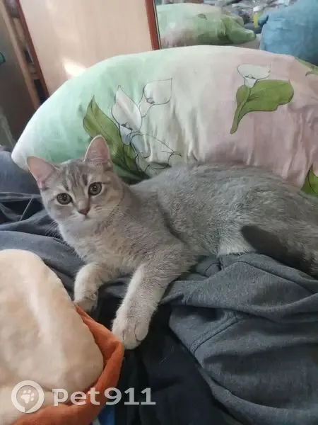 Пропал кот, улица Самохвалова, 4, Большое Буньково - шотландец не вислоухий - photo