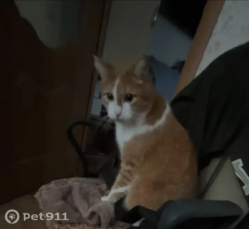 Пропал кот, Молодёжный проспект, Жигулёвск - photo