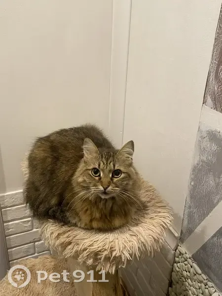 Пропала кошка, Брянская улица, 64, Воронеж - окрас коричнево-черно-белый, напоминает енотика - photo