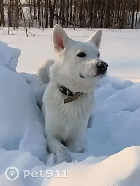 Пропал собака, улица Зорге, 88, Новосибирск - photo