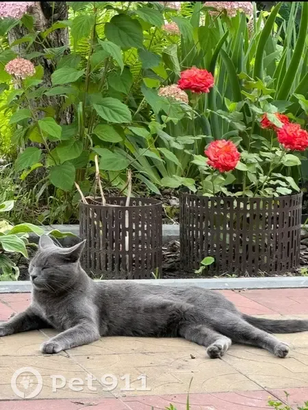 Пропал кот, Колхозная улица, городской округ Пенза - серо-голубой, толстый, пугливый - photo