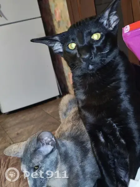 Пропал кот, Владимир, Владимирская область - полностью черный, белый один ус - photo