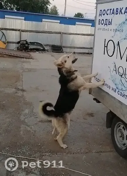 Пропал собака, улица Титова, Саранск - серо-бежевый кобель с шрамом на правой брови - photo