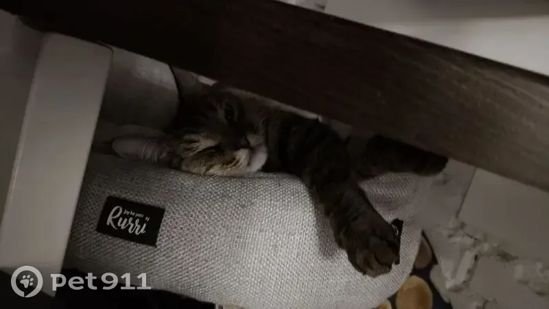 Пропал кот, Московская улица, Рыбное - бежевый ошейник - photo