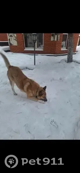 Пропала собака, Песочная улица, 30А, Казань - рыжая смесь лайки с овчаркой - photo