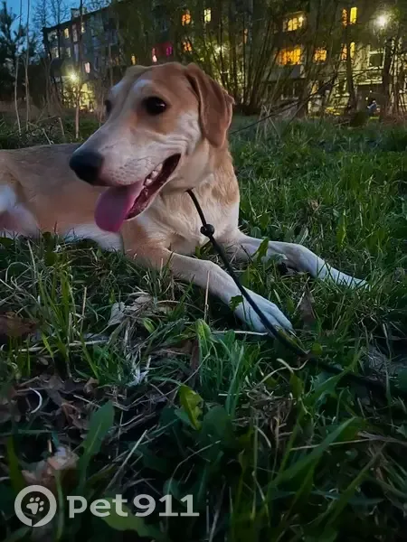 Пропала собака, женский пол, Узкий переулок, 1, Мценск - photo