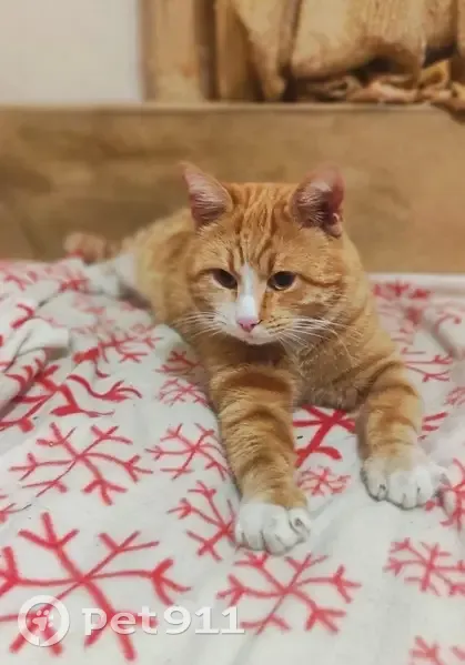 Найден кот, улица Тюляева, 22, Краснодар - ласковый и контактный - photo