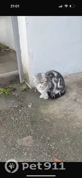 Найдена кошка, Уральская улица, Краснодар - молодая и ласковая - photo