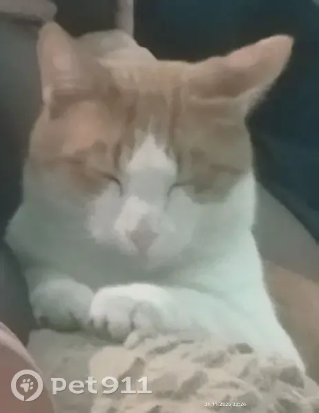 Пропал кот, улица Азамат, Казань - ласковый с хриплым голосом - photo