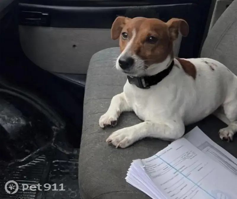 Пропал собака, Нижняя улица, 73, Воронеж - белый с коричневыми пятнами - photo