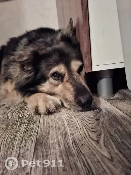 Пропала собака, женский пол, проезд Бадигина, 19, Архангельск - смесь коли и овчарки - photo