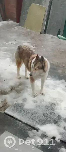 Пропал собака, Березники, Пермский край - лайка 12 лет - photo