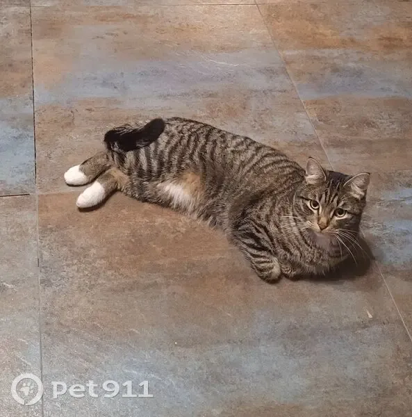 Пропал кот, улица Ленина, Ногинск - ласковый и подходит к людям - photo