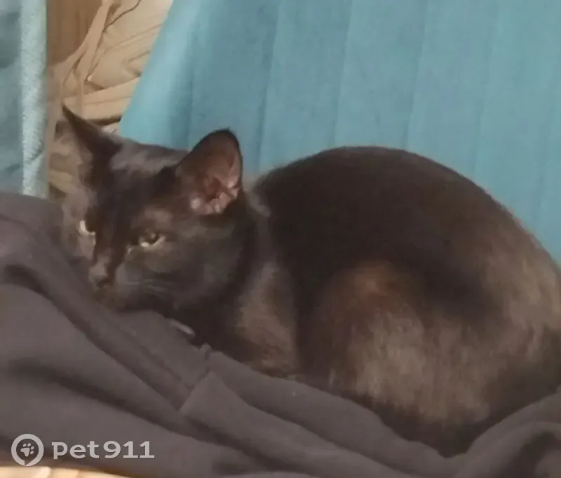 Пропала кошка, улица Хузангая, 30, Чебоксары - чёрная с белыми пятнышками - photo