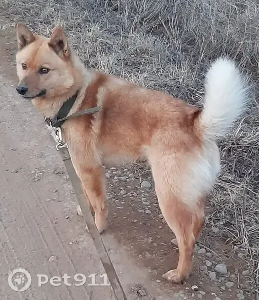 Пропал собака, Восточная улица, Чайковский - ярко-рыжий окрас - photo