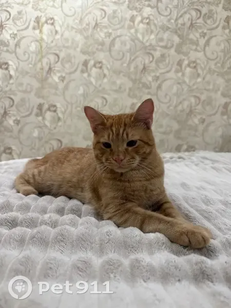 Пропал кот, улица Савушкина, 24, Астрахань - молодой рыжий, 8 месяцев - photo