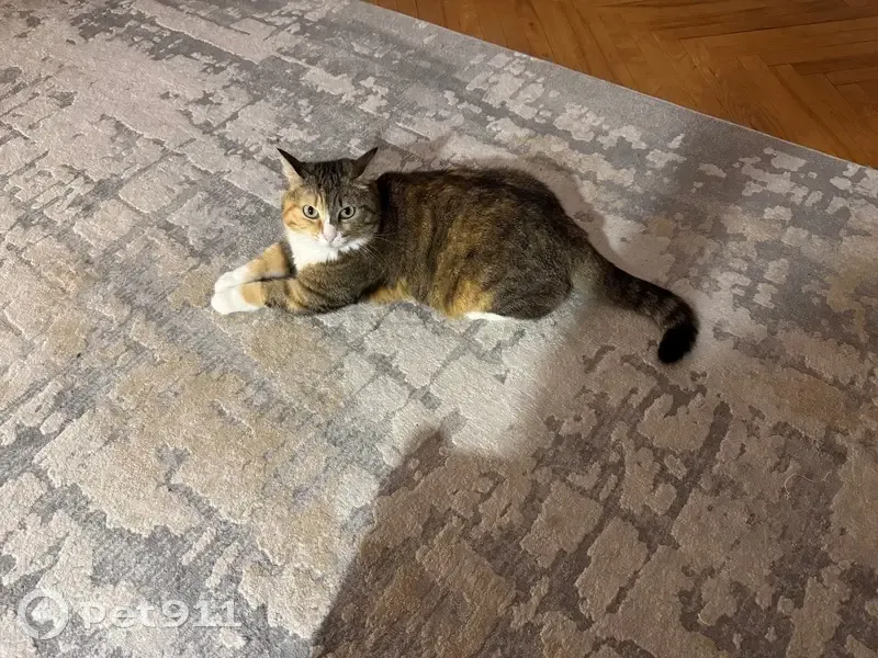 Пропала кошка, Булатниковская улица, 3 к2, Москва - трёхцветная, эпилепсия - photo