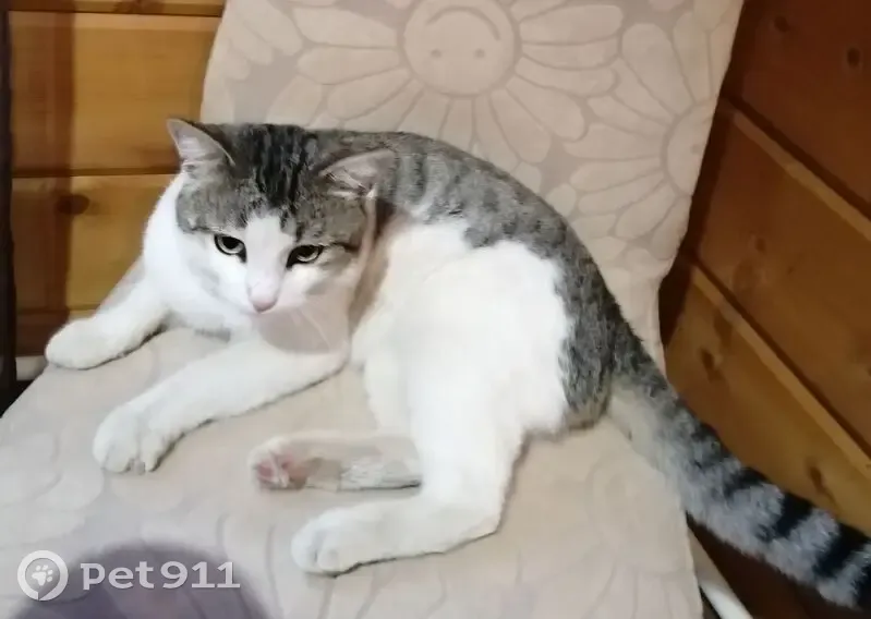 Пропал кот, 1-я Тормозная улица, Ярославль - photo