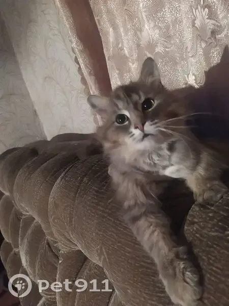 Пропал кот, Первомайская улица, 67, Нолинское городское поселение - пугливый и крупный - photo