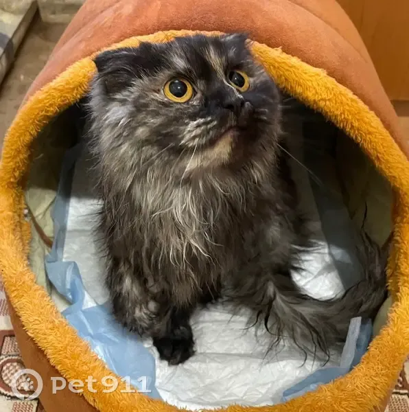 Найдена кошка, улица Юркина, 8, Оренбург - трёхцветная, возможно, с отмороженными ушами - photo