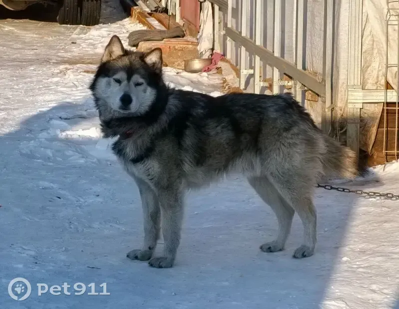 Пропала собака, Забайкальская улица, Смоленка - хаски по кличке Грей - photo