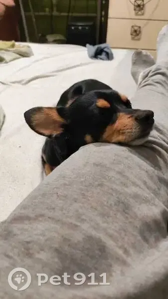 Пропал собака, Орёл - photo