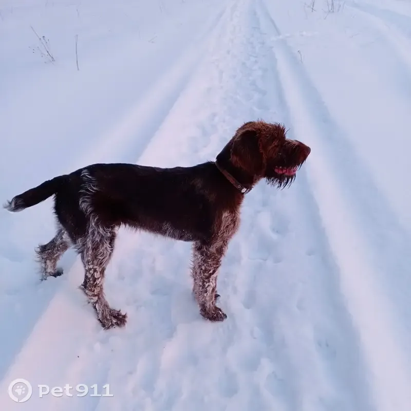 Пропал собака, Ширяево, Московская область - немецкий дратхаар с чипом - photo