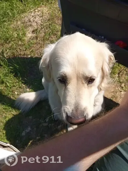 Пропал собака, Центральная улица, 8, Ступино - золотистый ретривер, 6 лет - photo
