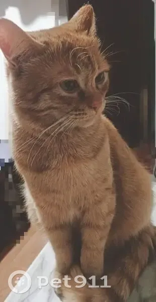 Пропал кот, Телеграфная улица, Кувандык - рыжий, один глаз мутный - photo