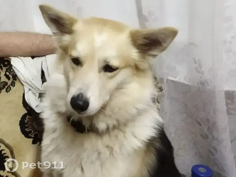 Пропала собака, улица Берёзка, 12, Оренбург - photo