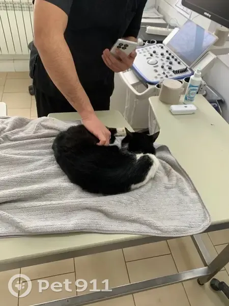Найдена кошка, Ипатово Тахта, Большевик - сломан таз, требуется операция - photo