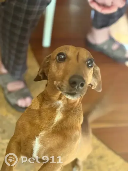 Пропала собака, улица Ленина, 62, ДСК «Мичуринец» - рыжая такса - photo