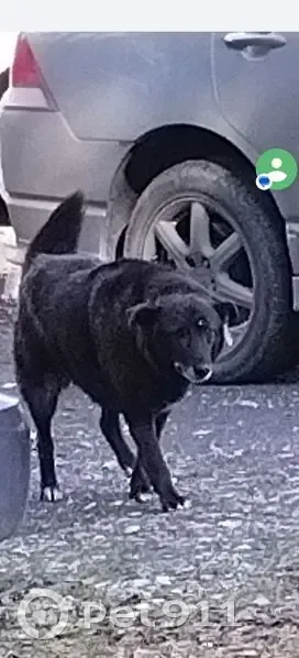 Пропала собака, женский пол, улица Гагарина, Первоуральск - photo