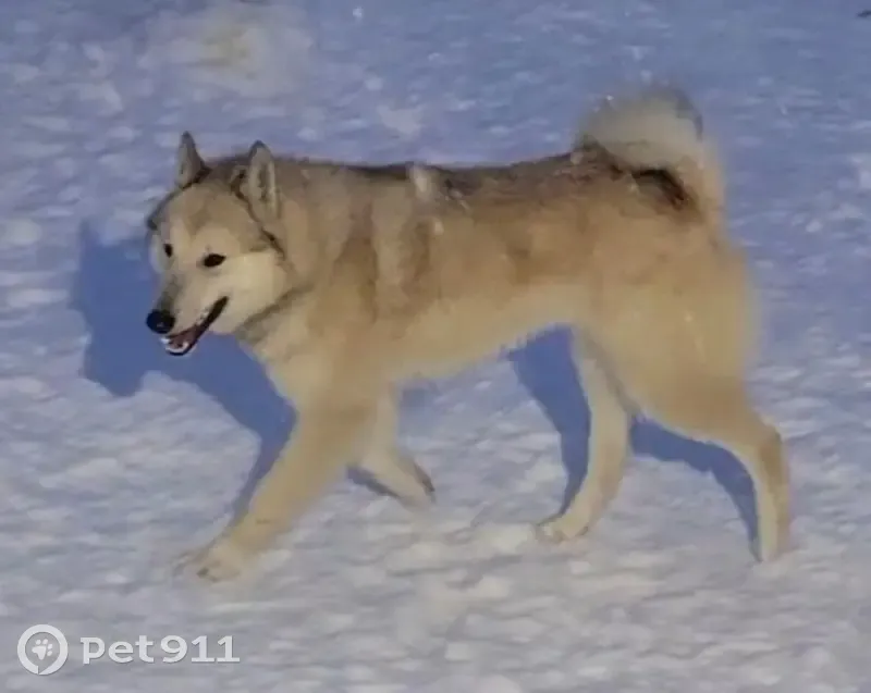 Пропал собака, район цемзавода, городской округ Липецк - палевый кобель - photo