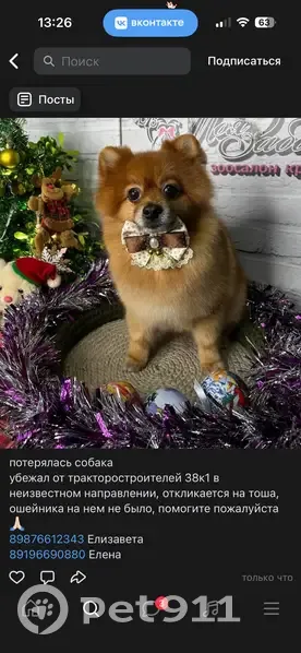 Пропала собака, проспект Тракторостроителей, 38 к1, Чебоксары - рыжий, пушистый Тоша - photo