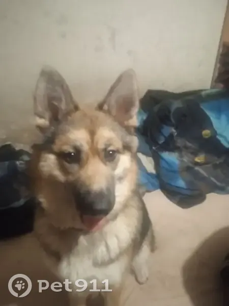 Пропала собака, женский пол, улица Жукова, Ярославль - photo