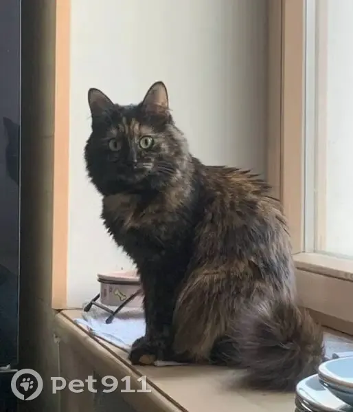 Пропала кошка, улица Боженко, 10 к1, Москва - черная с рыжеватыми пятнами - photo