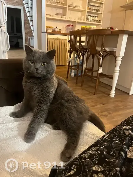 Пропал кот, 1-я Высоковольтная улица, 55/51, Иваново - британская порода - photo