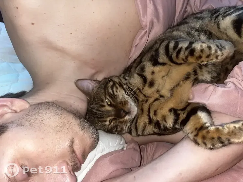 Пропал кот, Лямцино, Московская область - бенгал леопардовый - photo