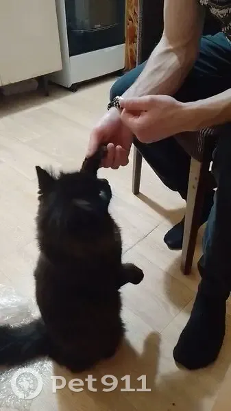 Пропал кот, Покровская улица, 26, Павловск - тёмно-шоколадный окрас и GPS-трекер - photo