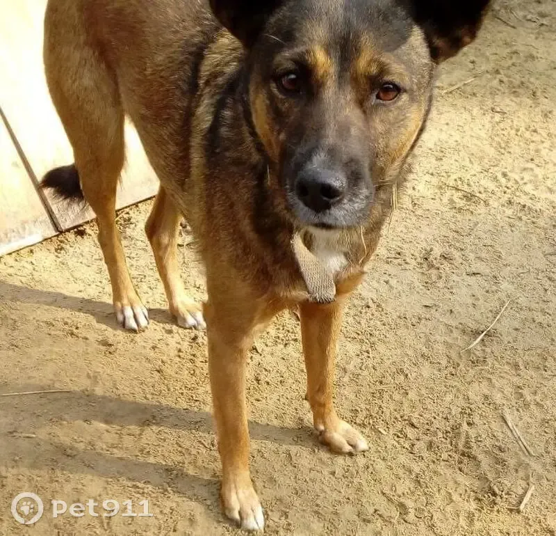 Пропала собака, Мещерино, Московская область - женская, немного упитаннее, чем на фото - photo