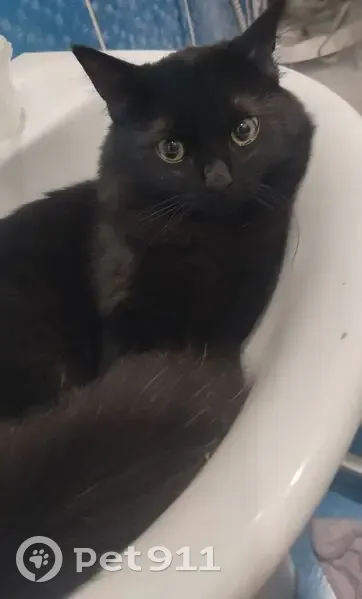 Пропал кот, улица Ленина, 204, Крымск - чёрный окрас, зелёные глаза - photo