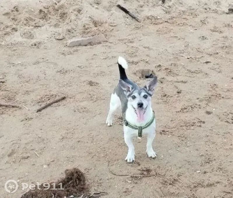 Пропал собака, Владивосток, Приморский край - Джек Рассел помесь, окрас черно-белый - photo