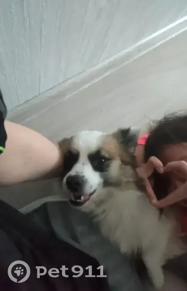 Пропал собака, 65К-4103180, Нижний Тагил - черный ошейник, бежал по трассе - photo