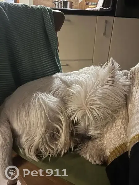 Пропал собака, Взлётная улица, 34, Красноярск - порода Вестхайленд Вайт терьер - photo