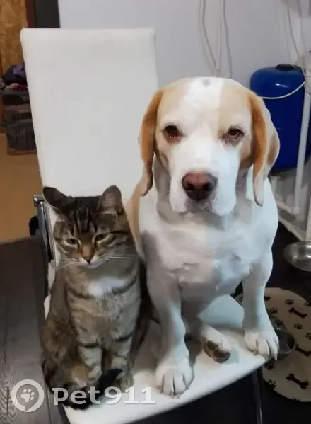 Пропал собака, Мраморная улица, 37, Нижний Тагил - окрас биколор, электронный ошейник - photo