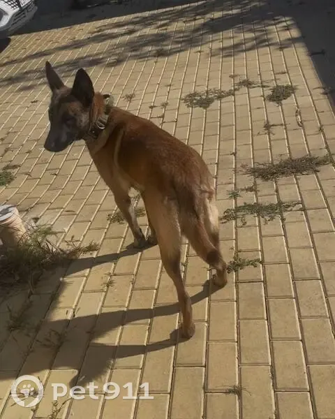 Пропала собака, 61Н-582, Казинка - бельгийская овчарка малинуа - photo