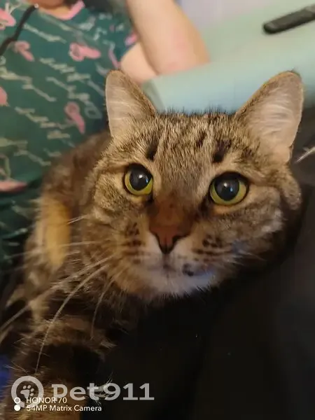 Пропала кошка, улица Маршала Мерецкова, 22Б, Петрозаводск - черепаховая с шрамом на верхней губе - photo