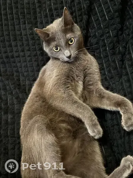 Пропал кот, Врубовой переулок, 4, Калуга - серый, взрослый, без ошейника - photo